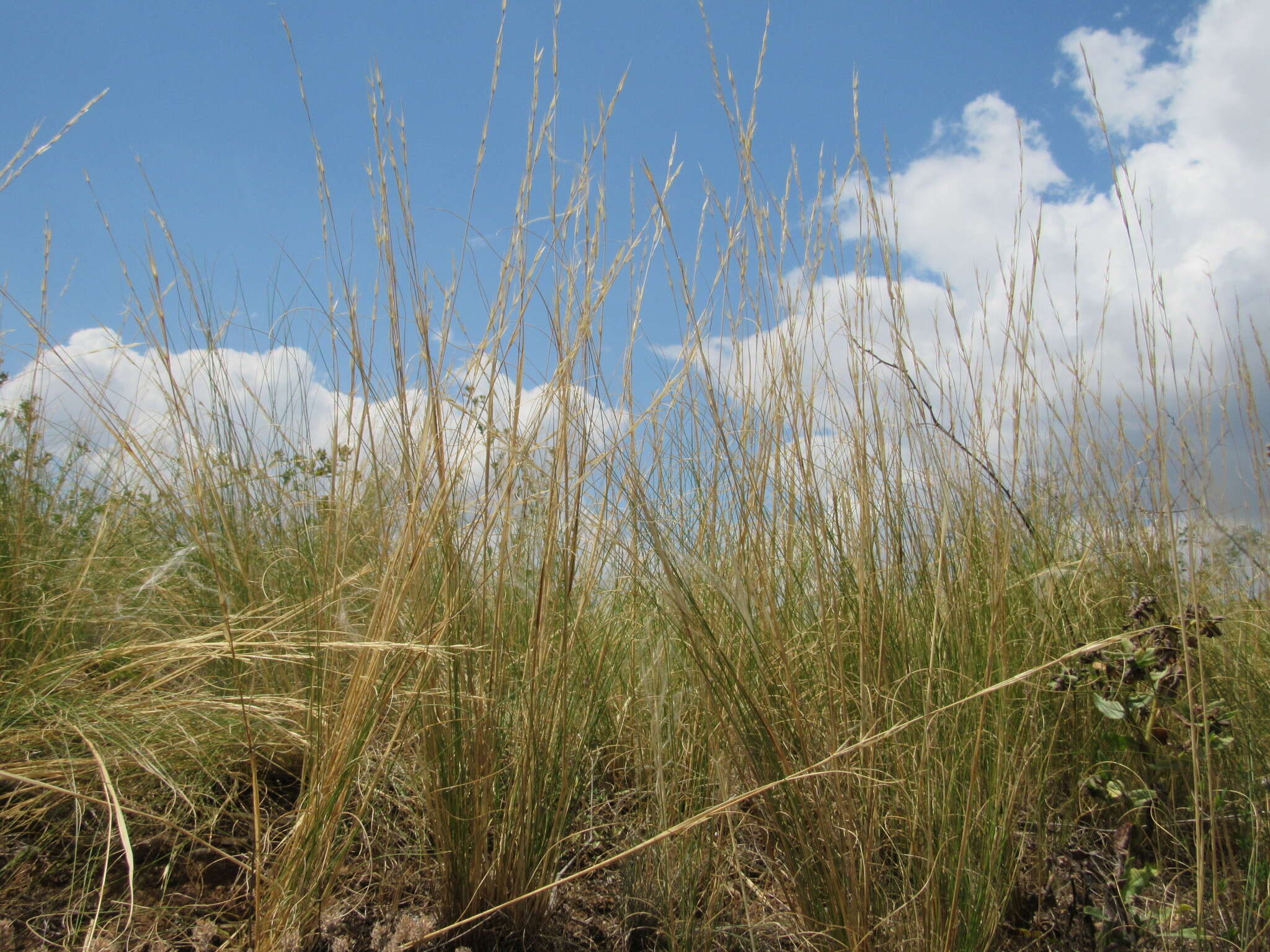 Image de Stipa tirsa Steven