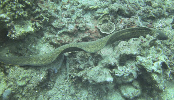 Image of Yellow edged moray