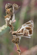 Image of Turk's-Cap White-Skipper