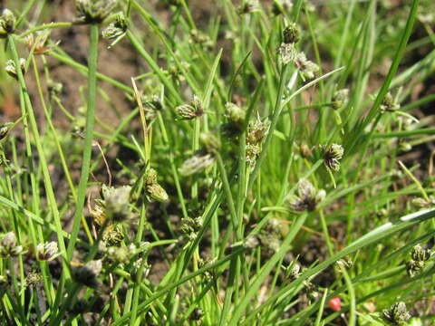 Image of Isolepis sororia Kunth