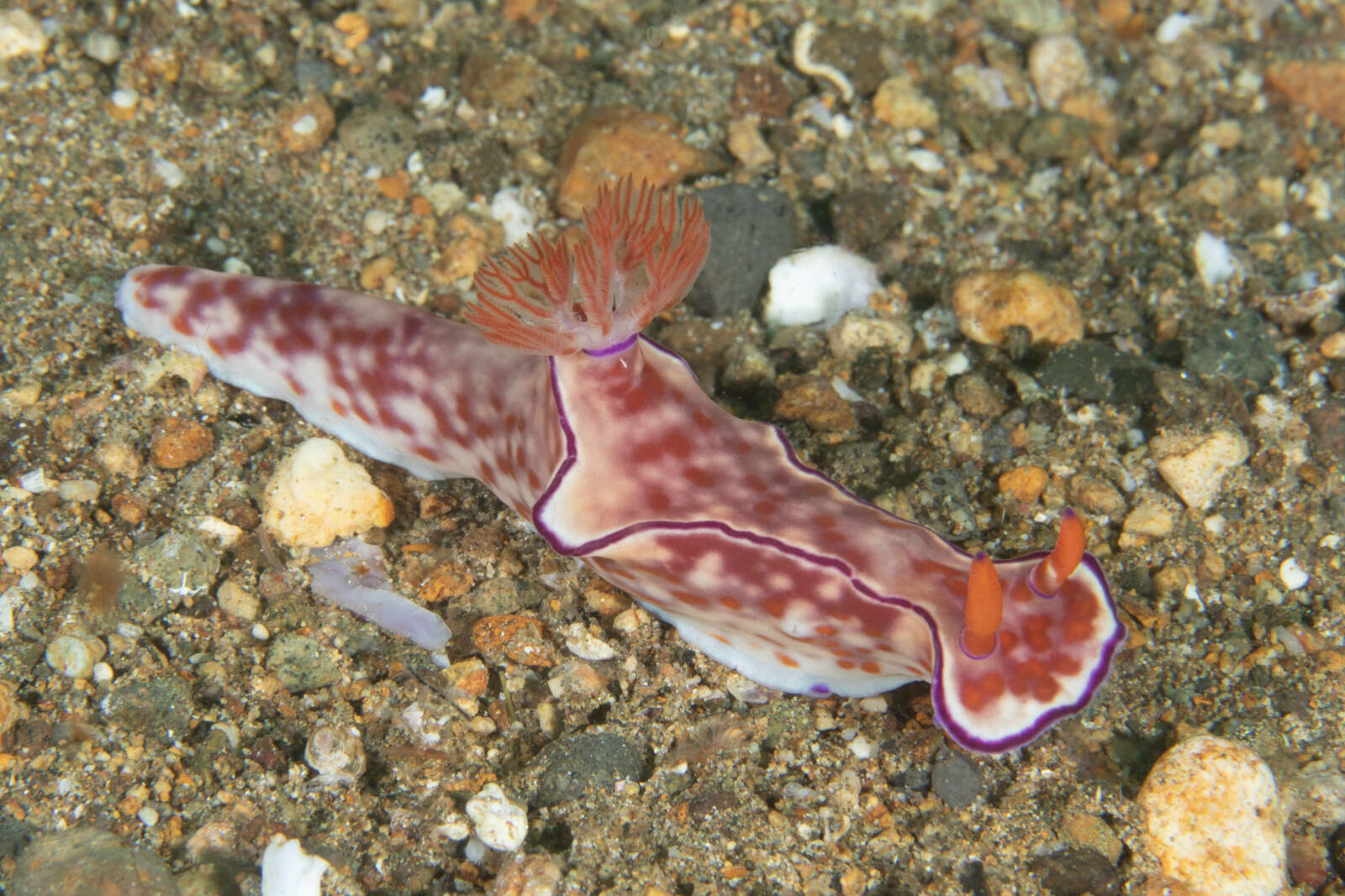 Image of Ceratosoma trilobatum (J. E. Gray 1827)