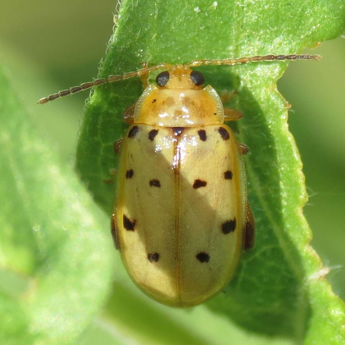 Image of Walterianella Bechyné 1955