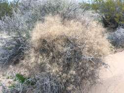 Image of bush muhly