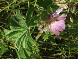 Image of bristlystem checkerbloom