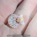 Image of Antillipecten antillarum (Récluz 1853)