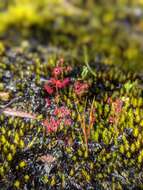 Image of Drosera microphylla Endl.