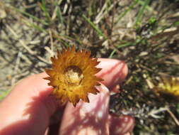 Image of Monkey-tail everlasting