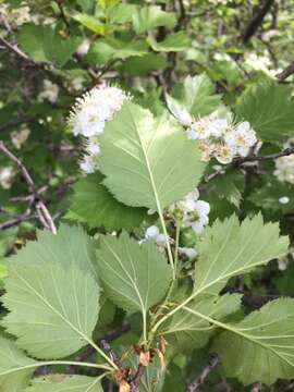 Imagem de Crataegus irrasa Sarg.