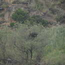 Image of Asir Magpie