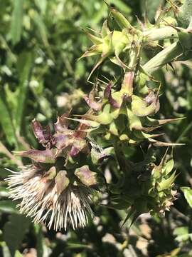 صورة Cirsium fontinale var. campylon (H. Sharsm.) Pilz ex D. J. Keil & C. E. Turner