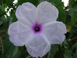 Слика од Ipomoea carnea Jacq.