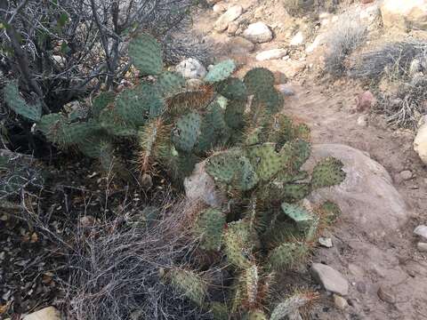 Image of searchlight pricklypear