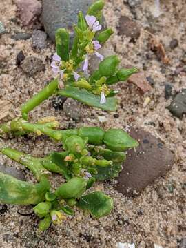 Image of Cakile edentula subsp. edentula