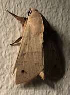 صورة <i>Obrima pyraloides</i>