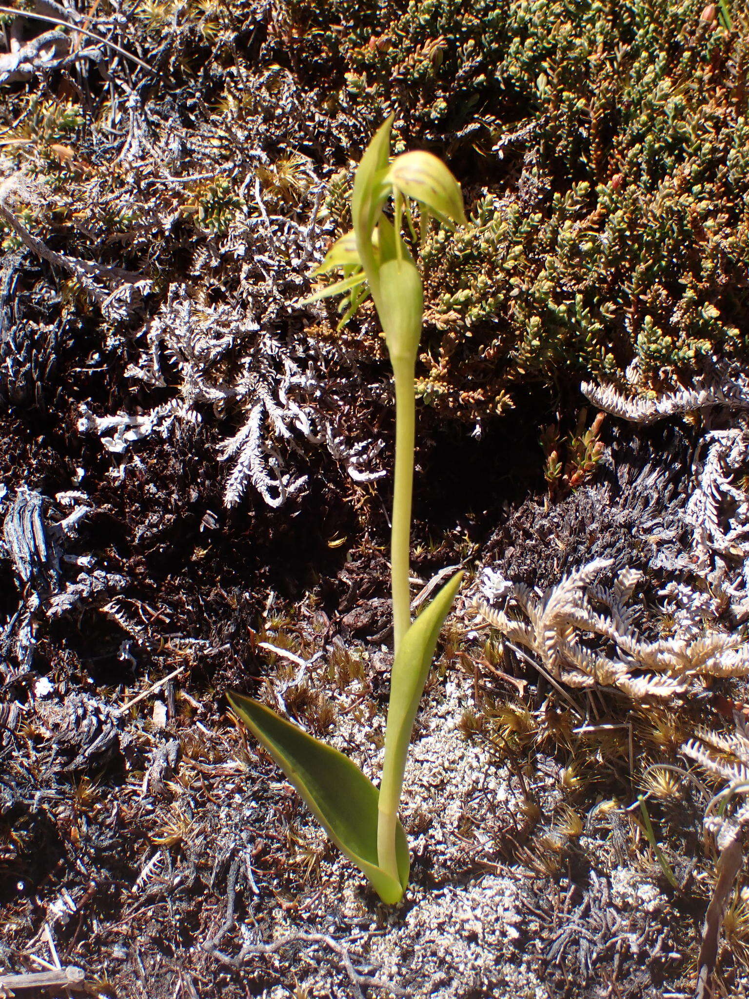 Image of Waireia stenopetala (Hook. fil.) D. L. Jones, M. A. Clem. & Molloy