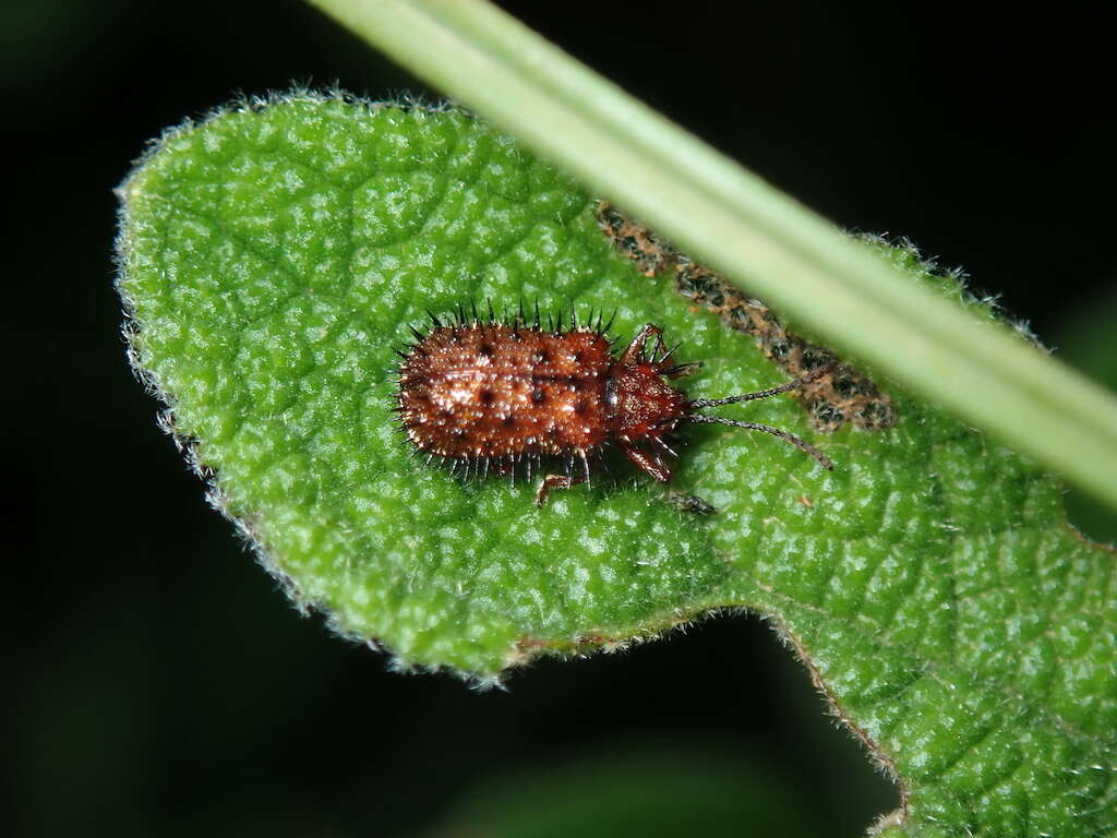 Dicladispa (Dicladispa) testacea (Linnaeus 1767) resmi