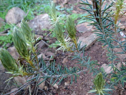 Image of Phylica plumosa var. plumosa