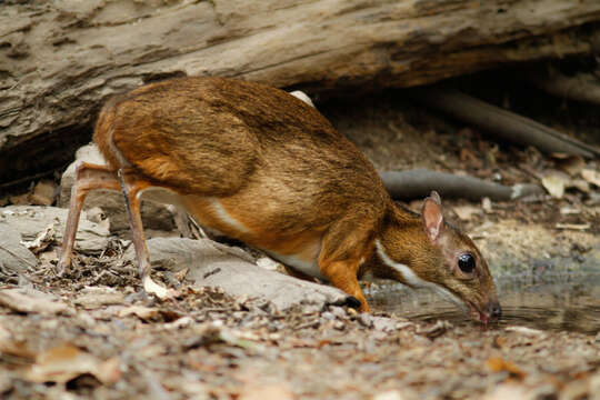 Image of Lesser Mouse-deer