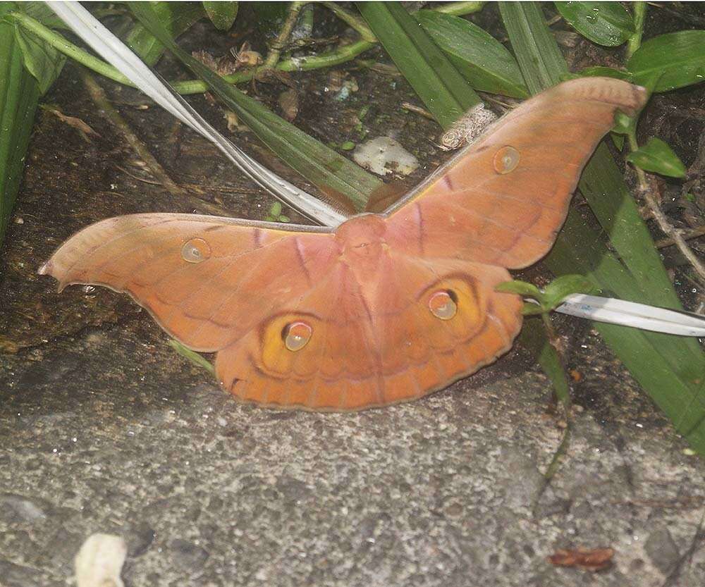 Antheraea helferi Moore 1858 resmi