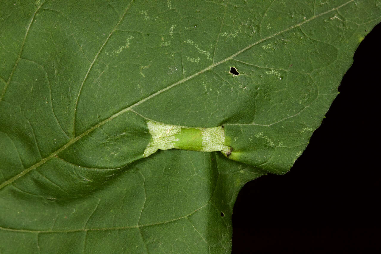 Слика од Cremastobombycia ignota (Frey & Boll 1873)