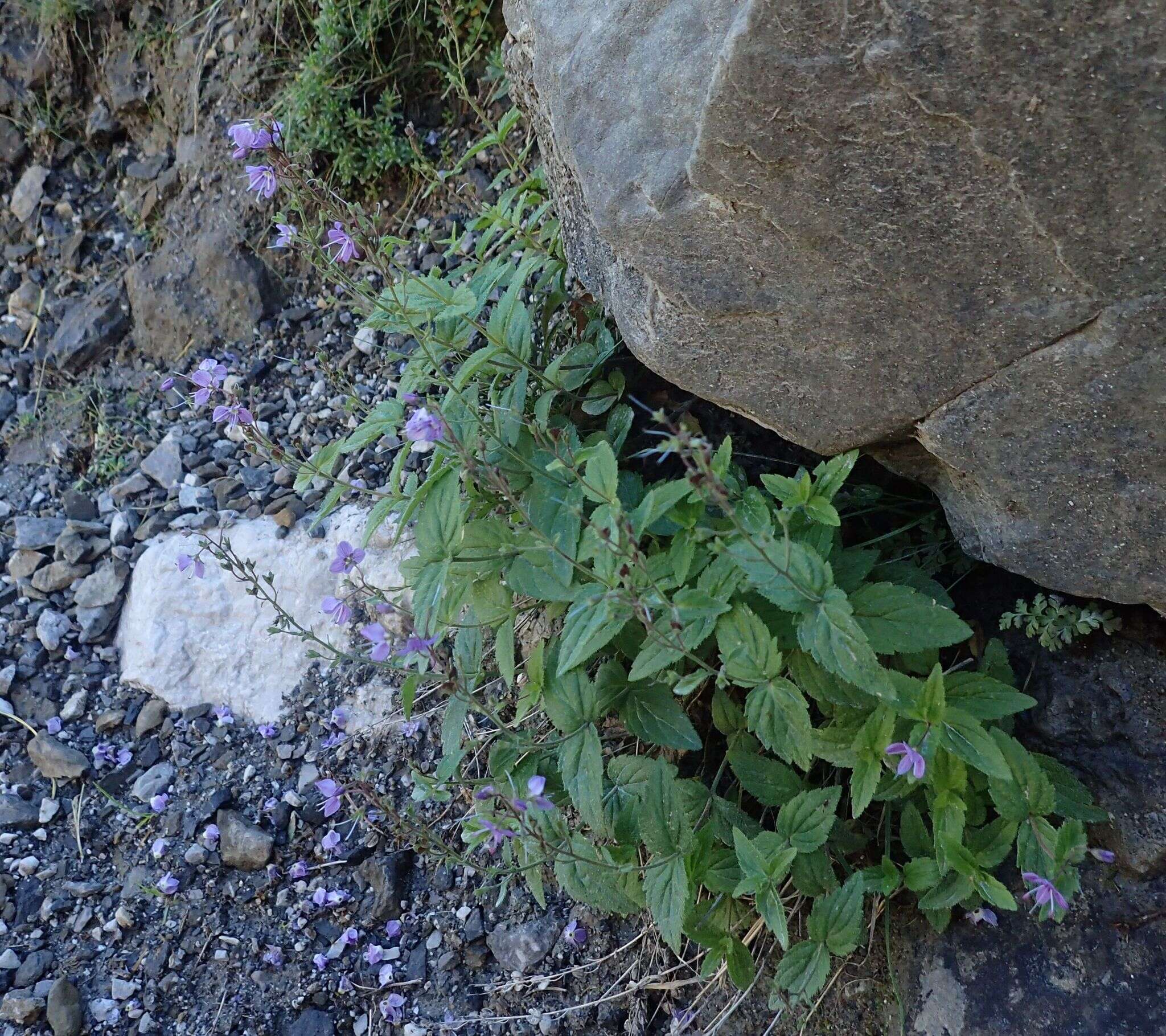 Image of Veronica ponae Gouan