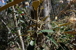 Image de Olearia alpicola (F. Müll.) F. Müll.