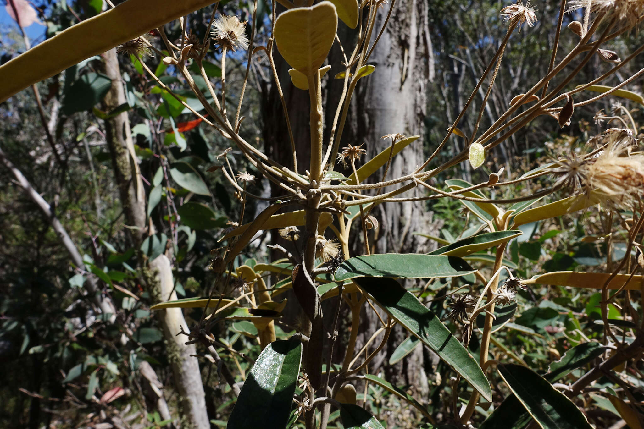 Olearia alpicola (F. Müll.) F. Müll. resmi