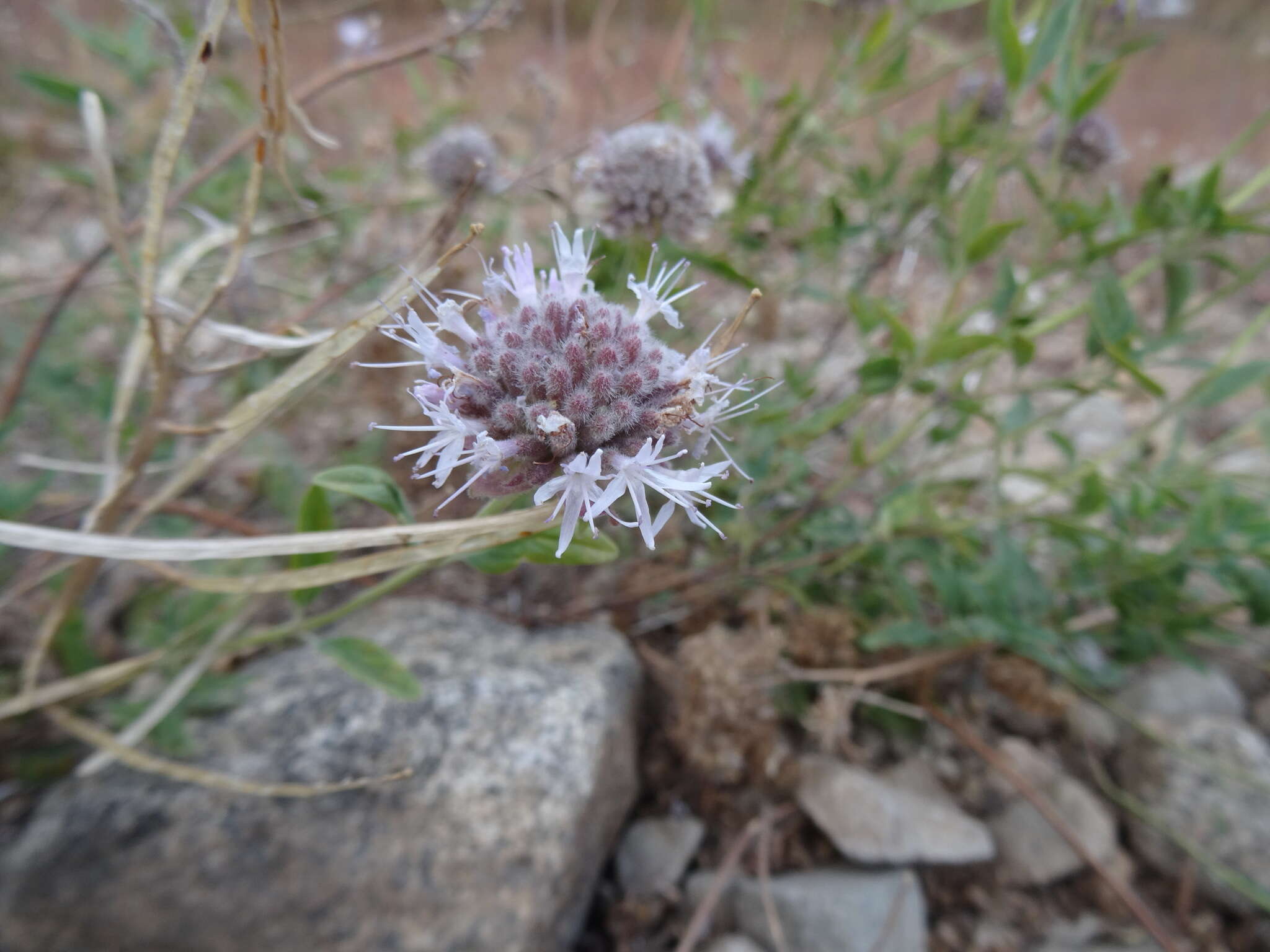 Image of mountain monardella