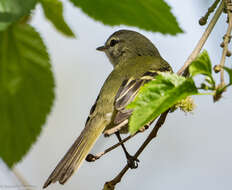 Image of Sclater's Tyrannulet