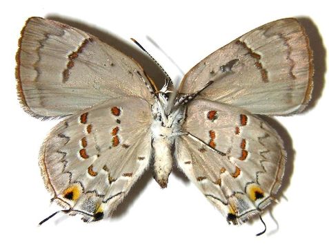 Image of Tmolus