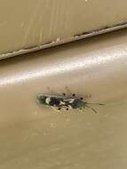 Image of Myakka bug