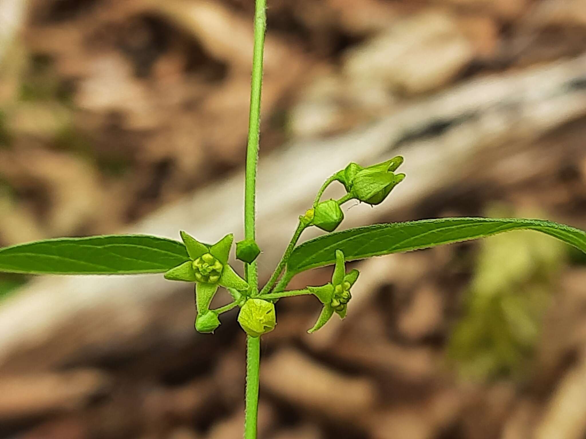 Image de Vincetoxicum rehmannii Boiss.