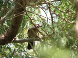 Image of Brown Babbler