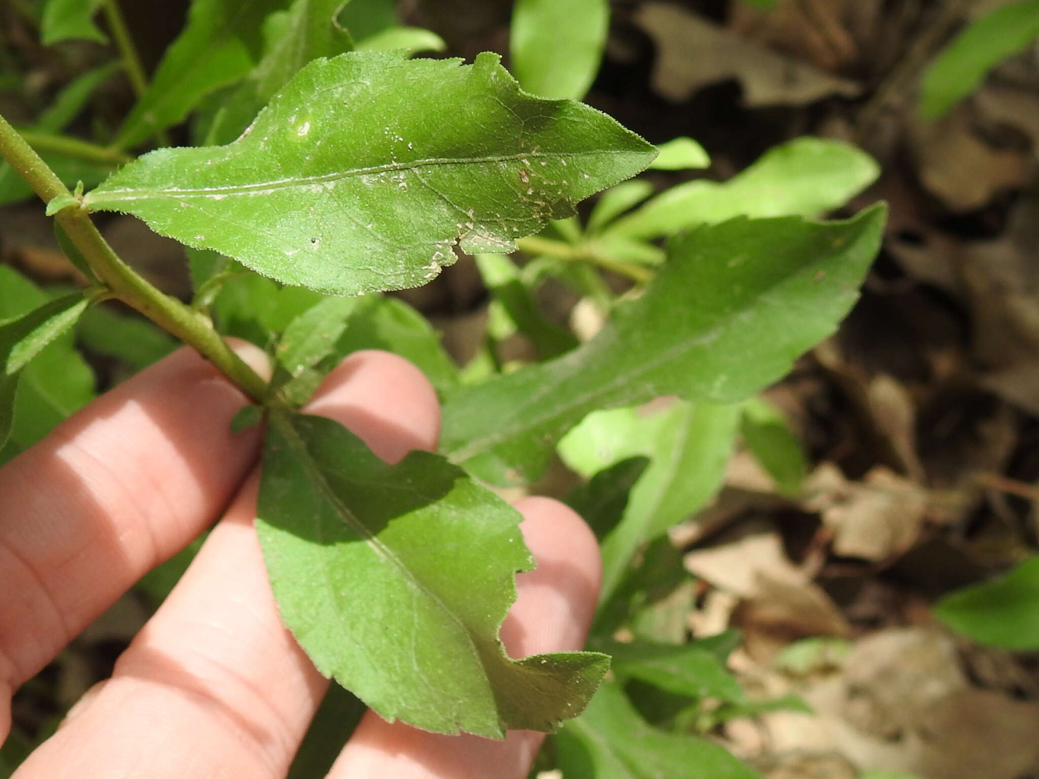 Image of western rough goldenrod