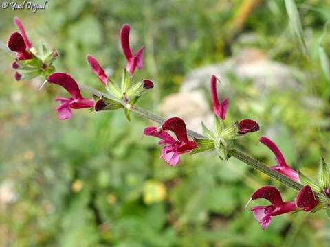 Imagem de Salvia hierosolymitana Boiss.