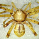 Image of Philodromus pinyonelis Schick 1965