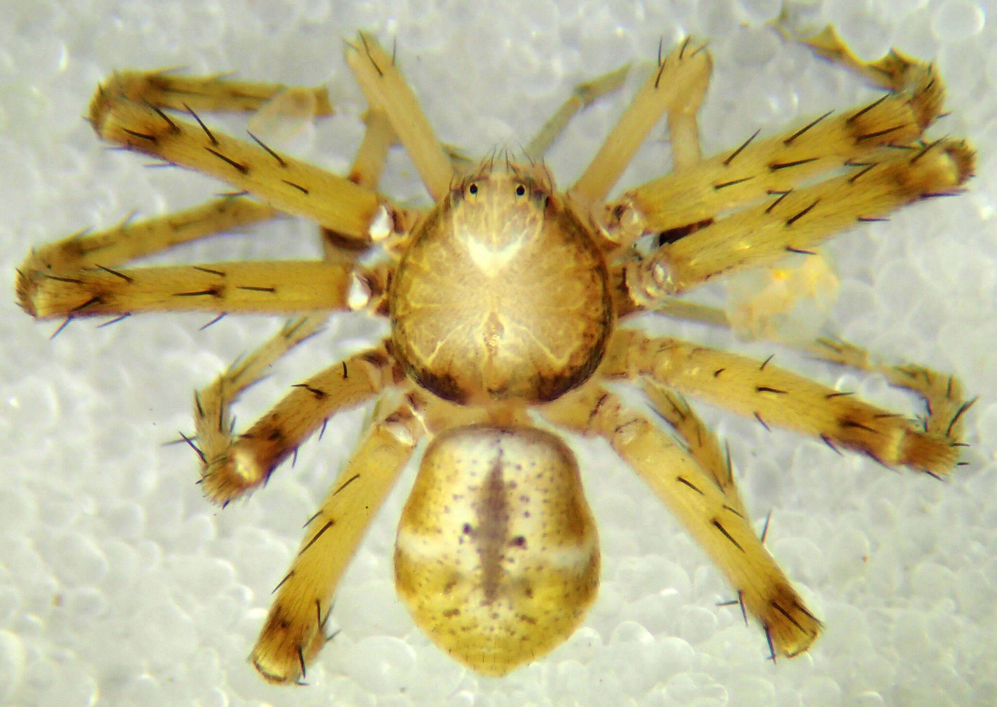 Image of Philodromus pinyonelis Schick 1965