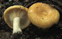 Image of Lactarius croceus Burl. 1908