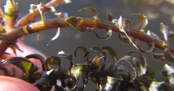 Image of Oxygen Weed