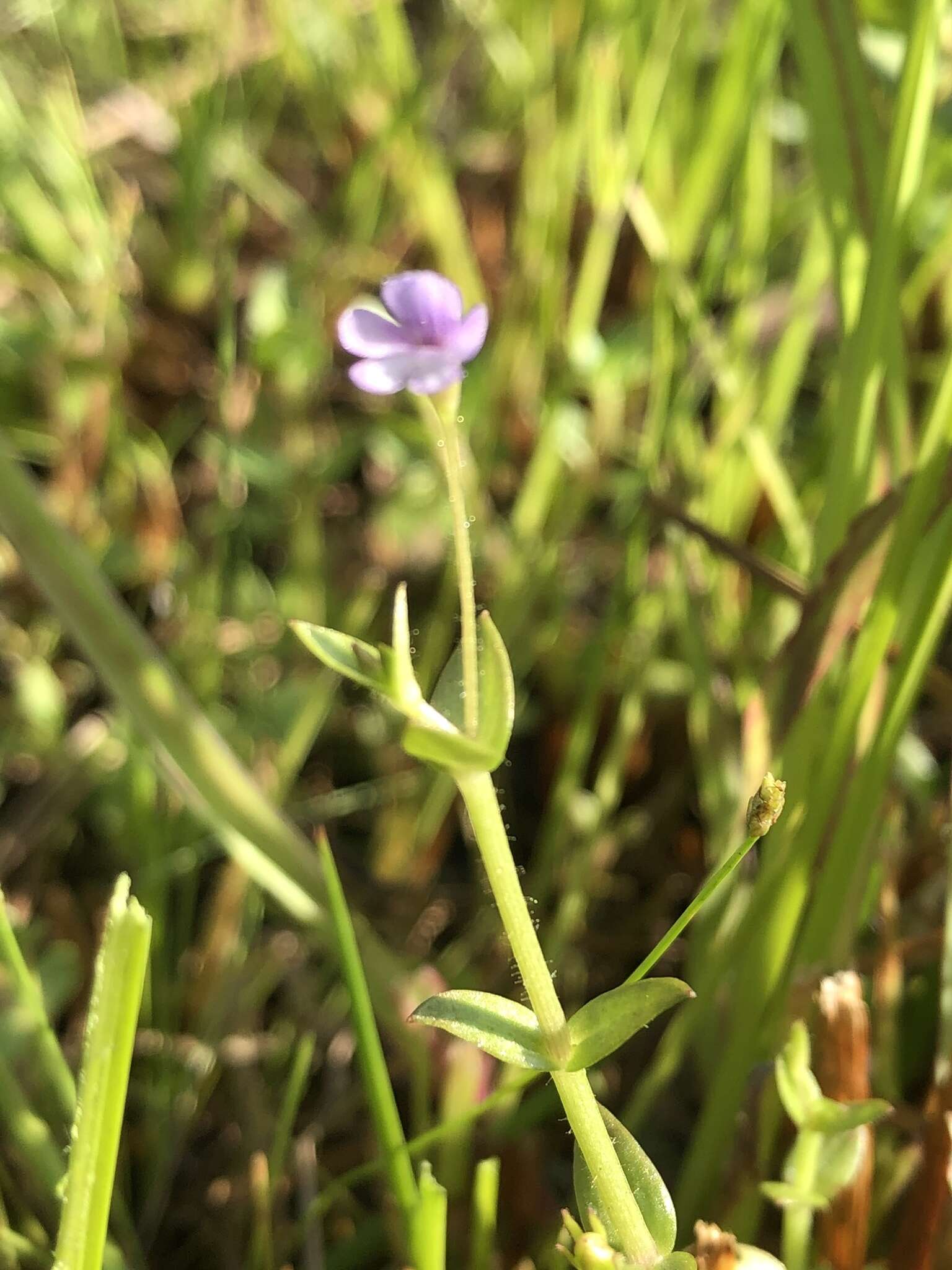 Imagem de Deinostema adenocaulum (Maxim.) T. Yamaz.