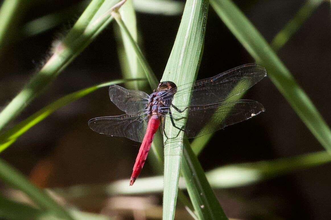 Image of Rosy Skimmer