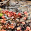 Sivun Sedum mesoamericanum P. Carrillo & Pérez-Farr. kuva