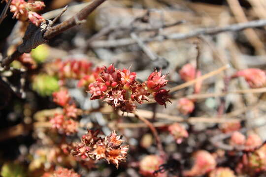 Imagem de Sedum mesoamericanum P. Carrillo & Pérez-Farr.