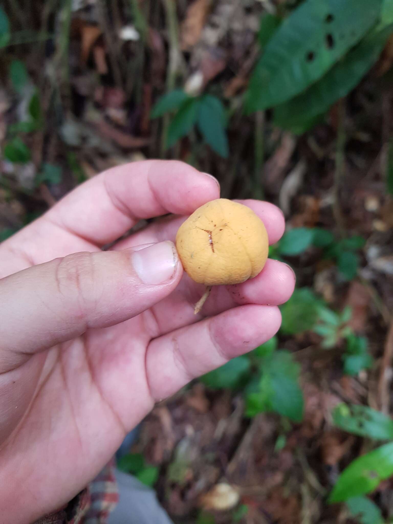 Imagem de Mortoniodendron cauliflorum Al. Rodr.