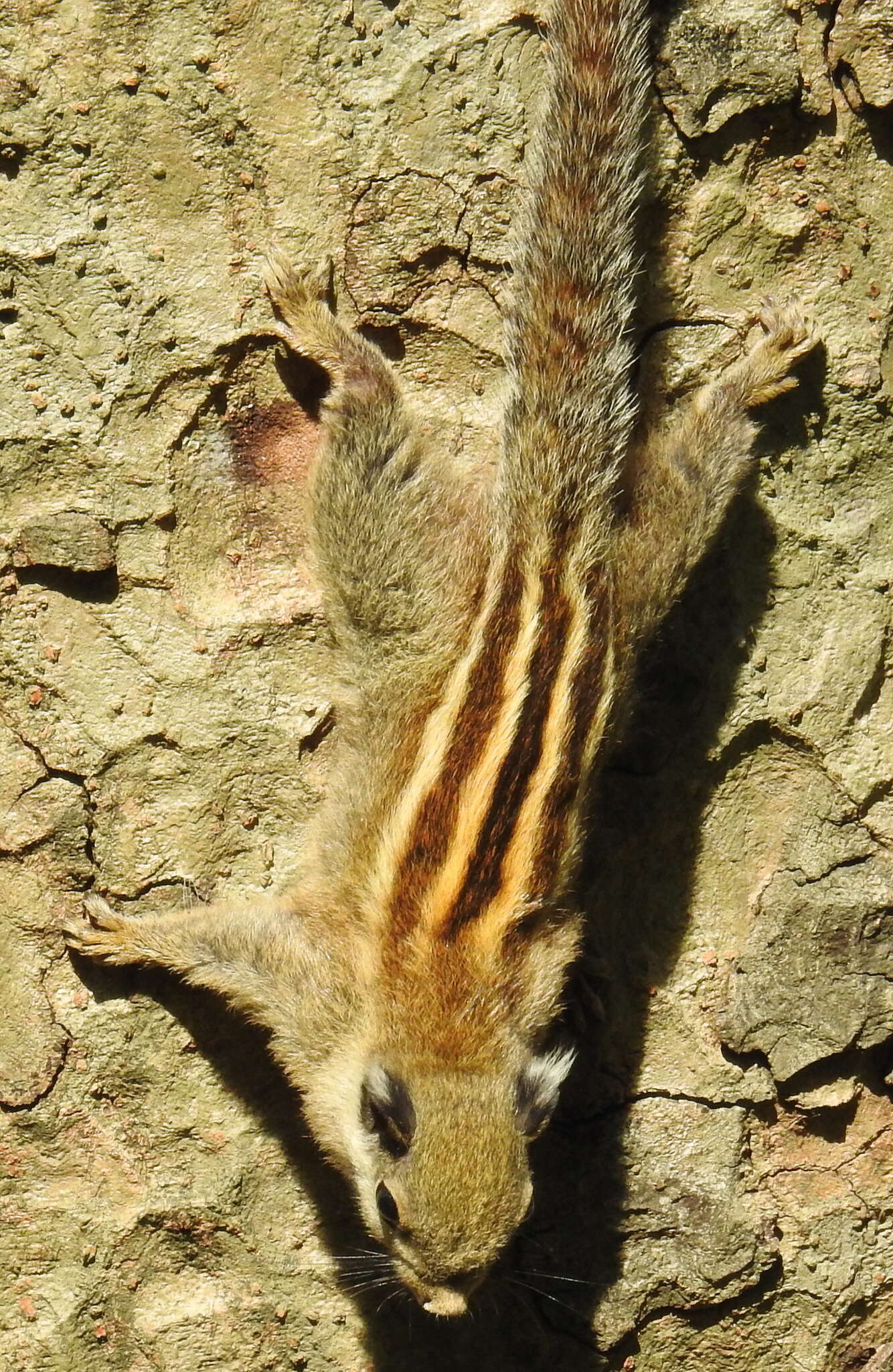 Image of Asiatic striped squirrel