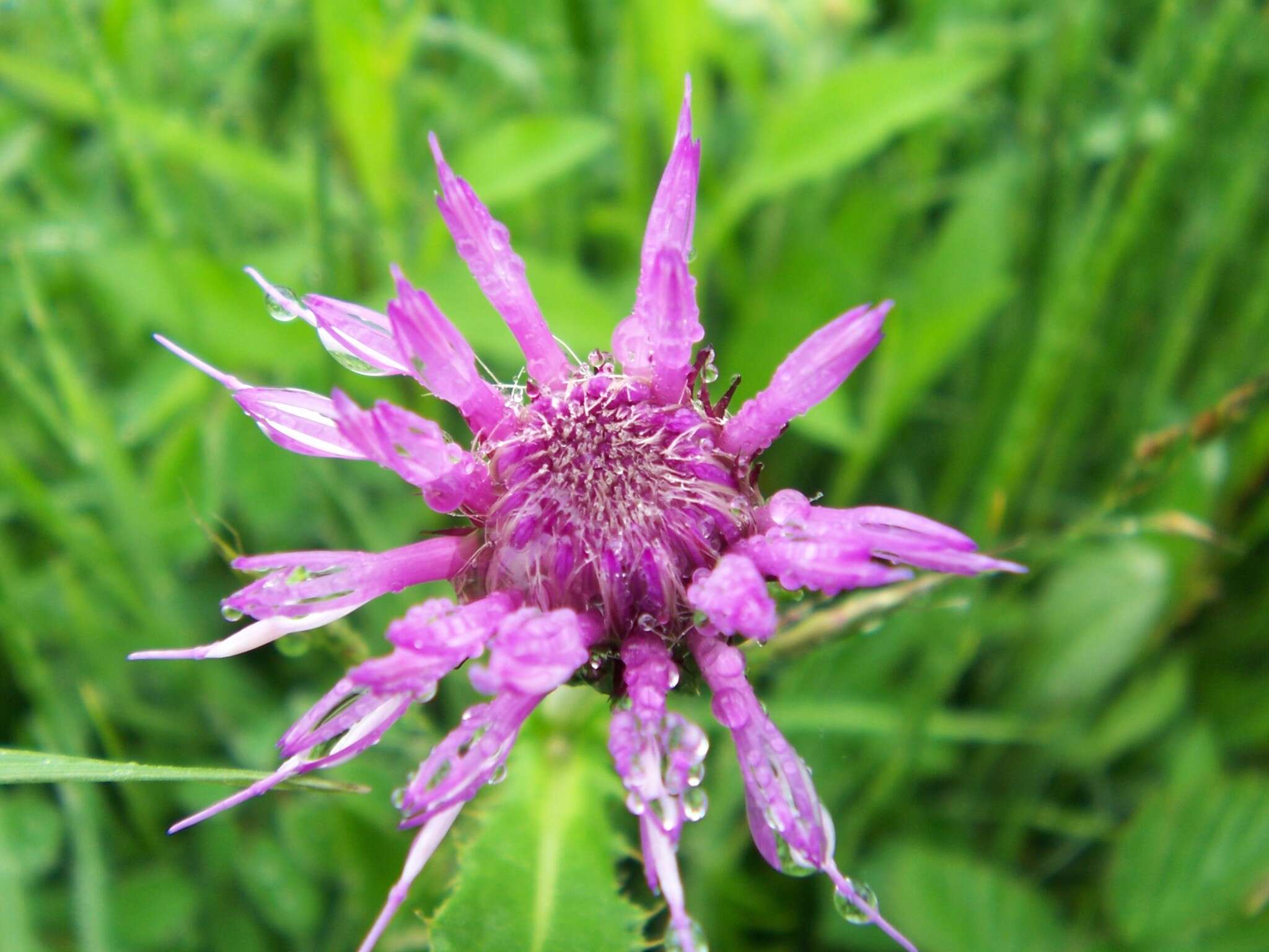 Image of meadow thistle