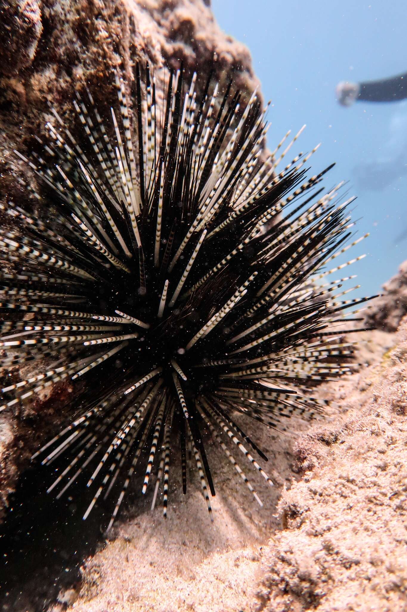 Image de Echinothrix calamaris (Pallas 1774)