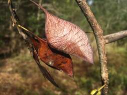 Image of water locust