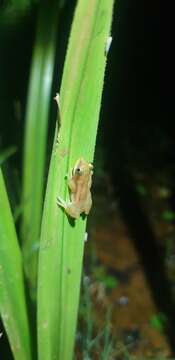 Image of Pickersgill's Banana Frog