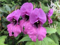 Imagem de Impatiens sulcata Wall.